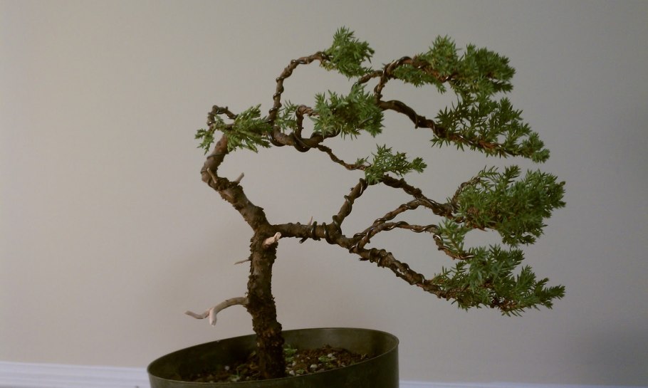 Обрезание бонсай