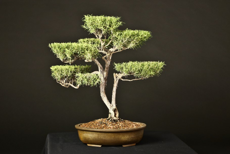 Бонсай из фикуса Бенджамина