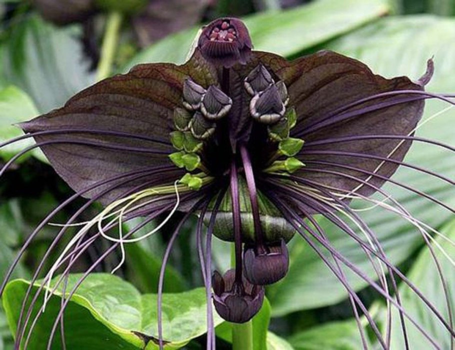 Такка Шантрье Tacca chantrieri