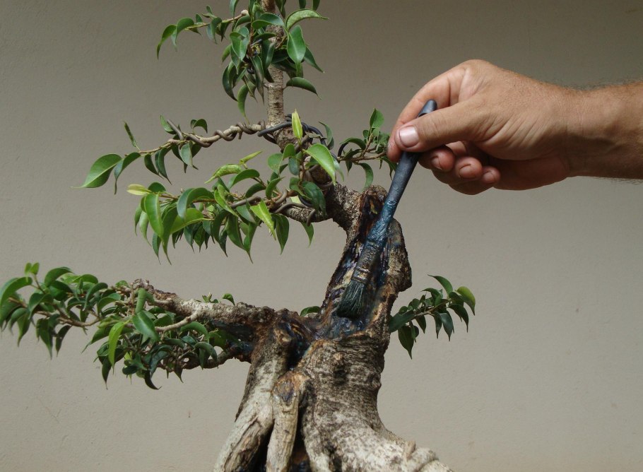 Формировка сосен ниваки