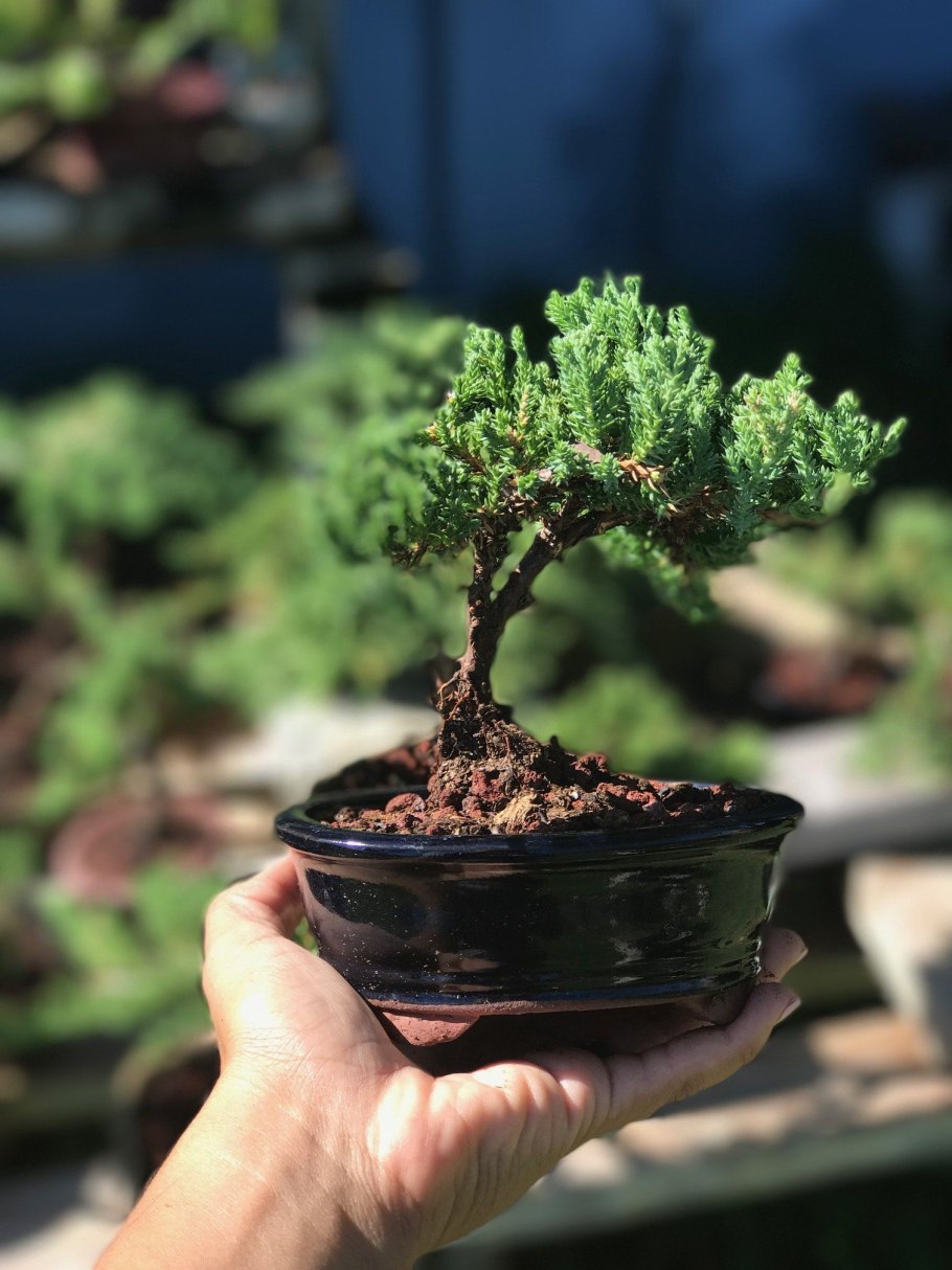 Бонсай дерево Росток