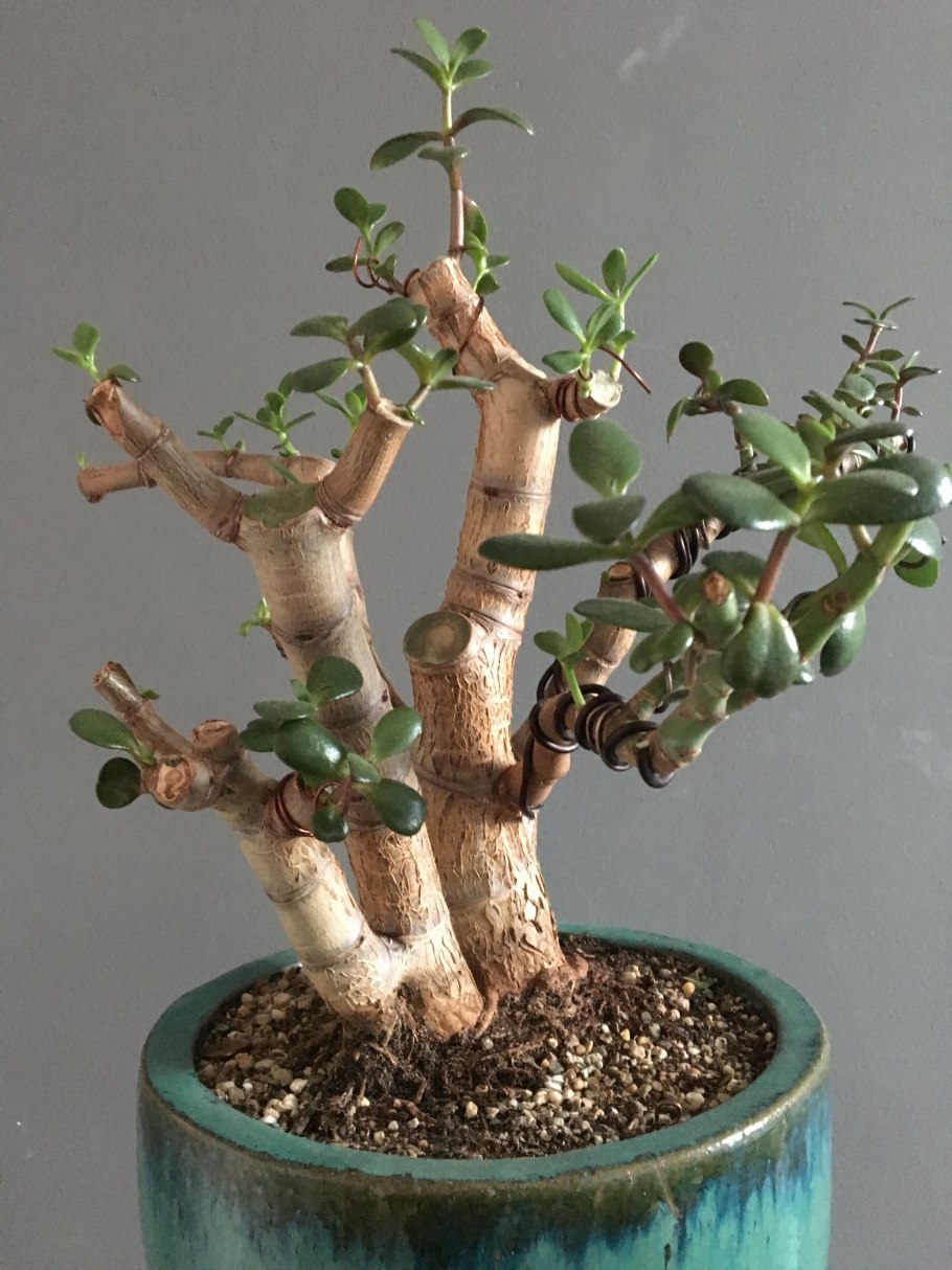 Фикус бонсай