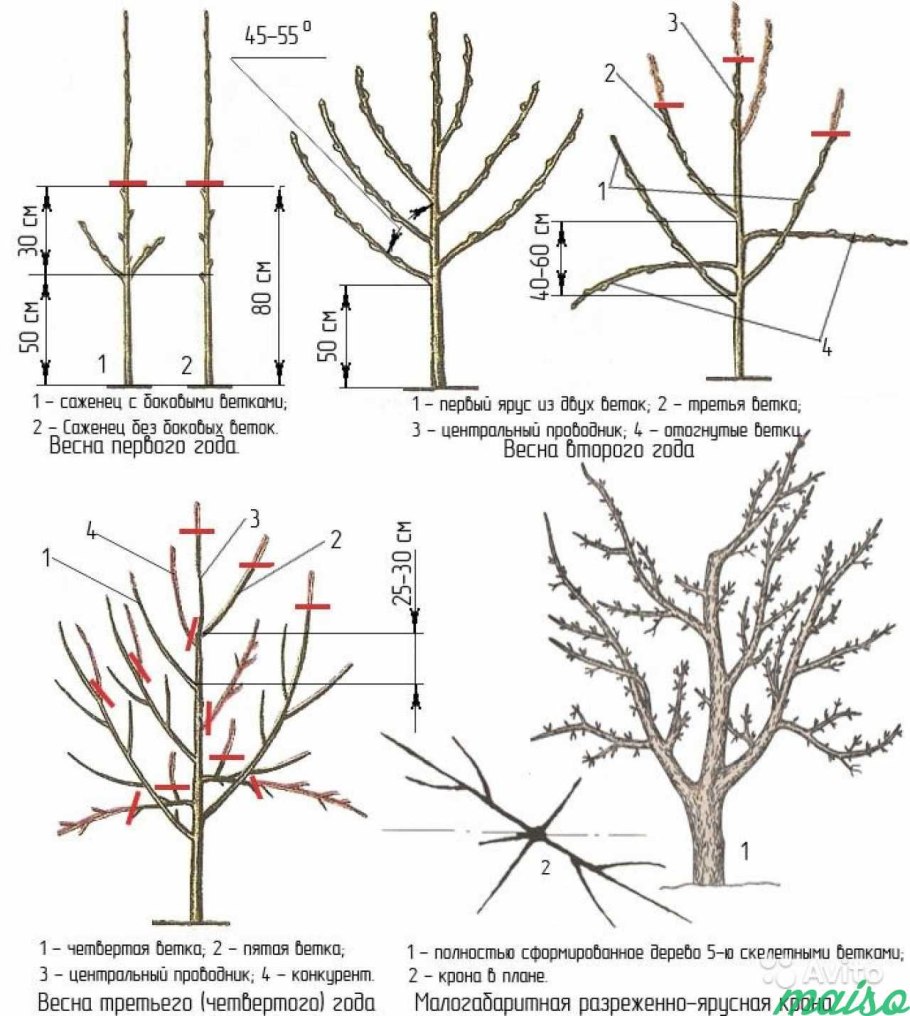 Крассула толстянка бонсай