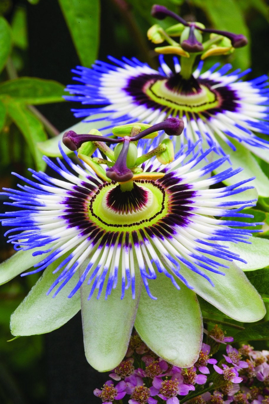 Церопегия Хайгарта