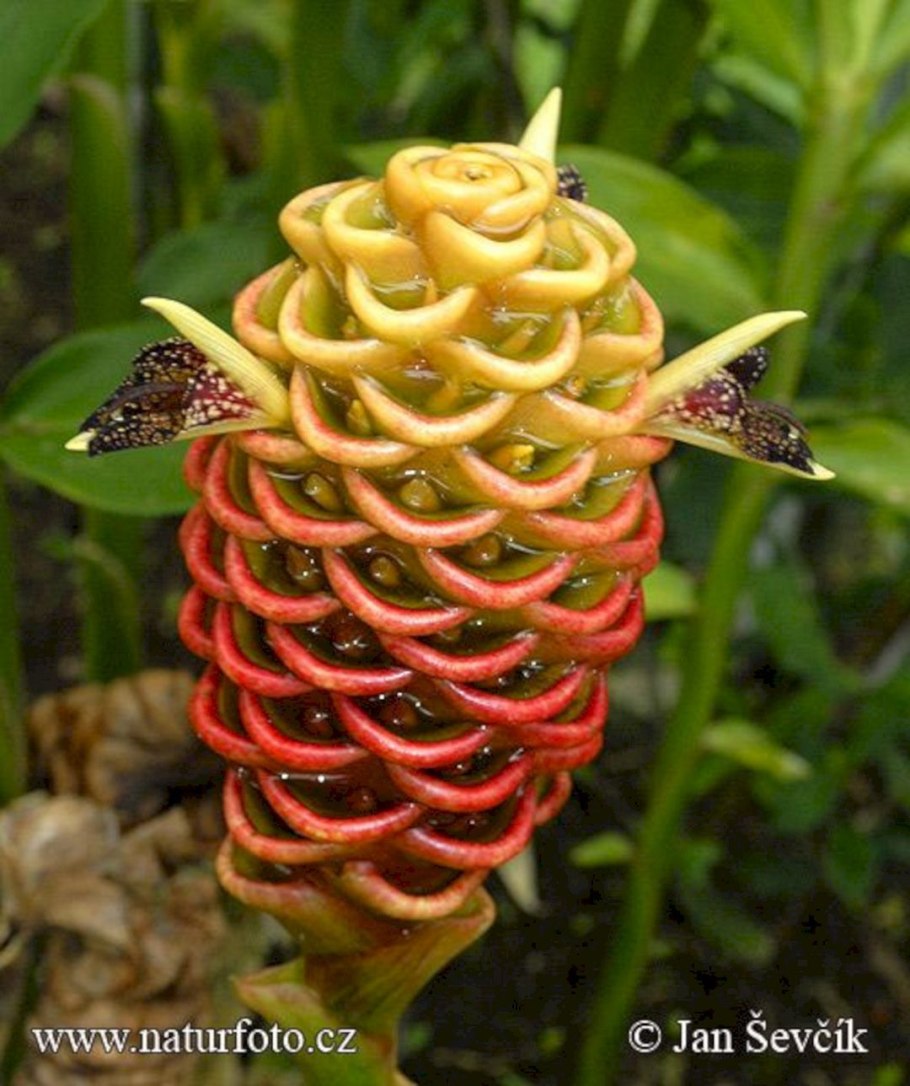 Драконовые деревья на острове Сокотра