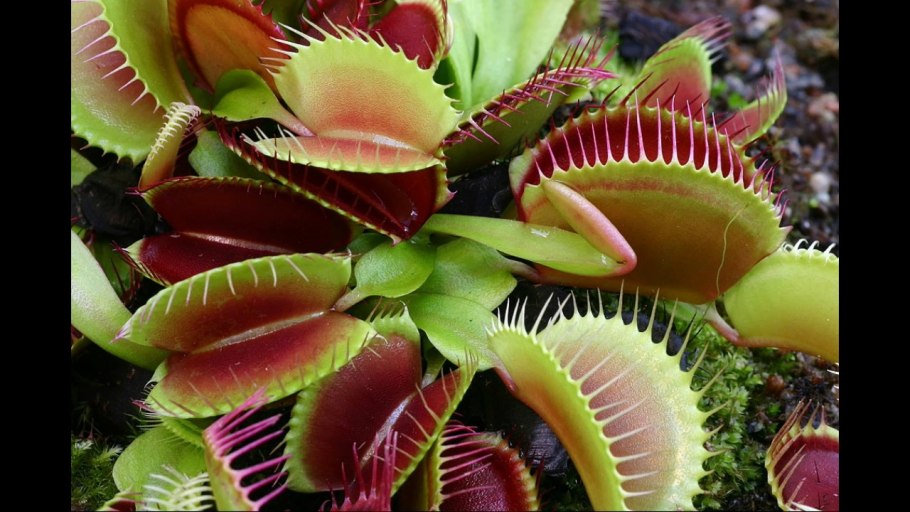 Аморфофаллус титанический (Трупная Лилия)