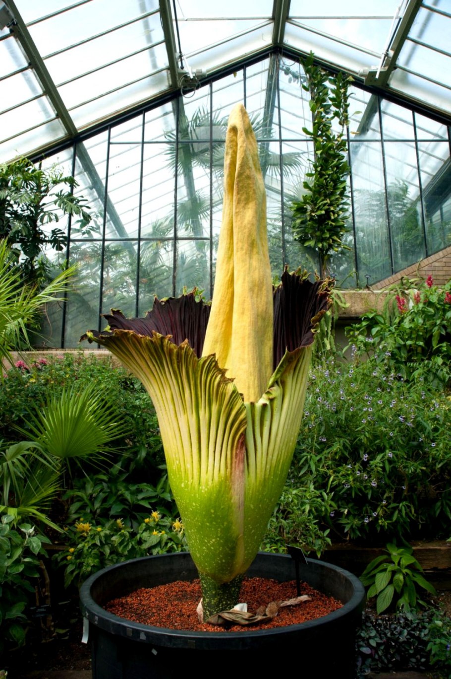 Такка леонтолепестковидная