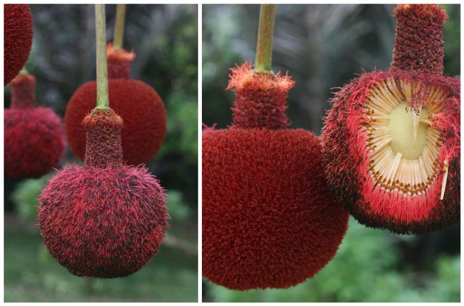 Драконовое дерево Сокотра