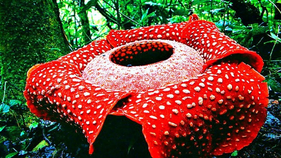 Кувшинка Виктория Амазонская