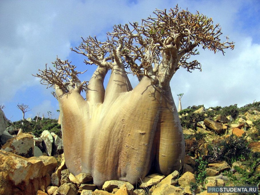 Паркия Parkia biglobosa