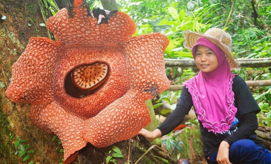 Кувшинка Виктория-Регия