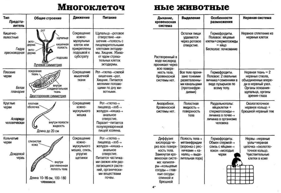 Сравнительная характеристика нервной системы беспозвоночных