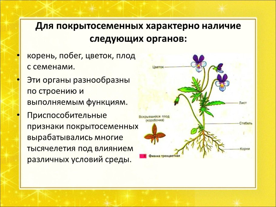 Плауновидные и Хвощевидные