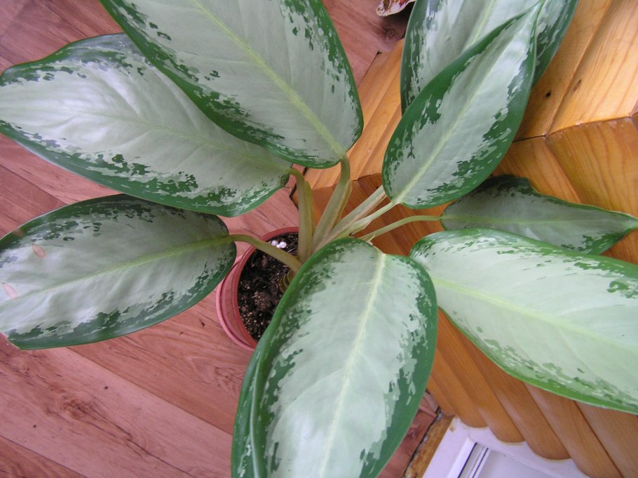 Аглаонема Гринлайт