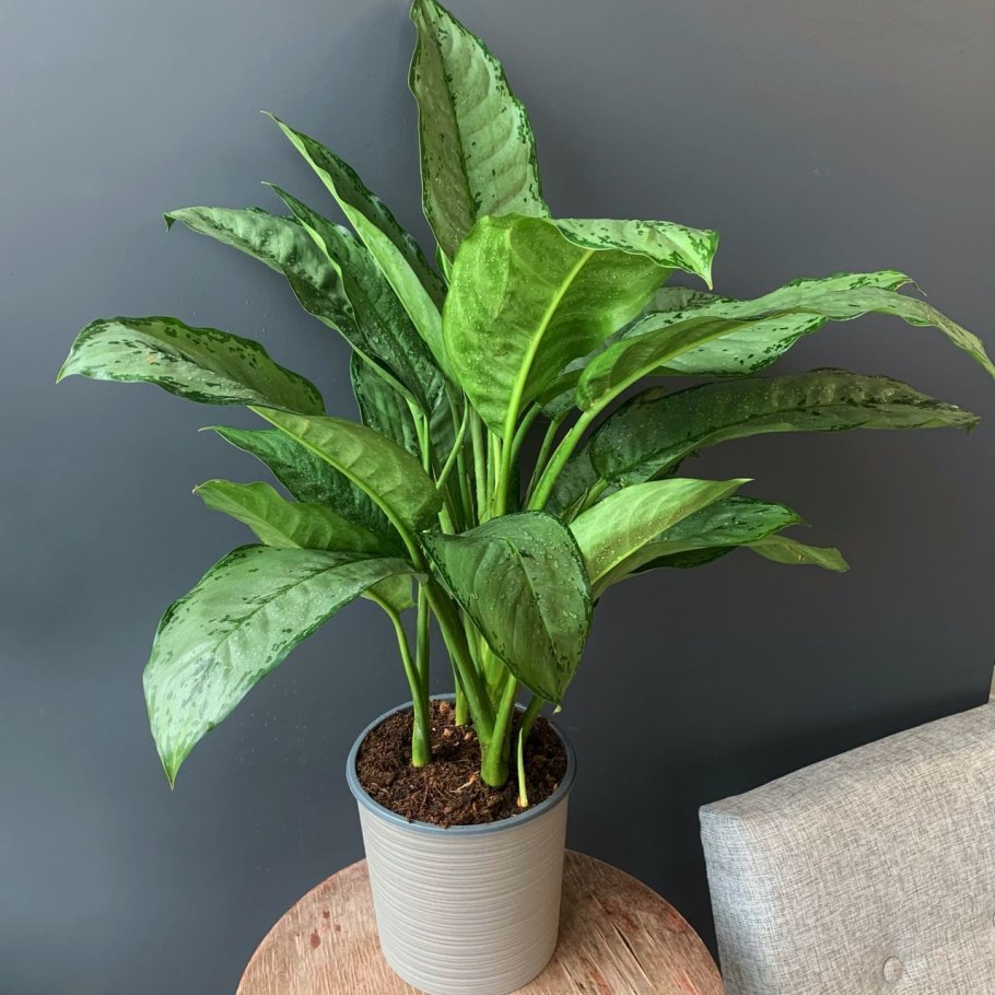 Аглаонема Бидадари