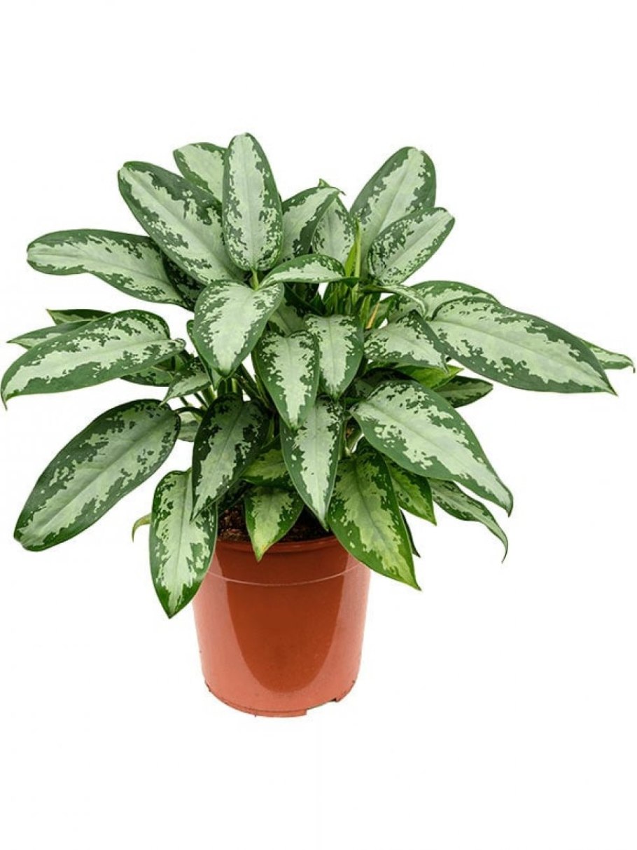 Аглаонема Джубили компакта