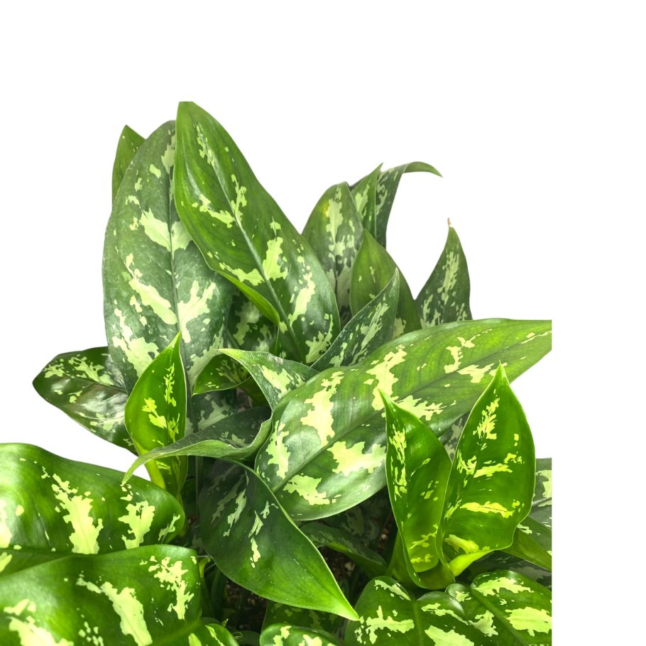 Аглаонема Мария Кристина