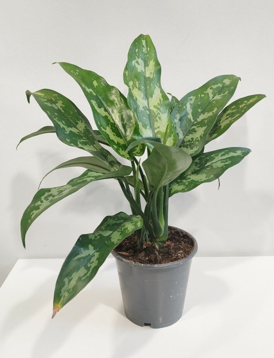 Аглаонема Ванилла