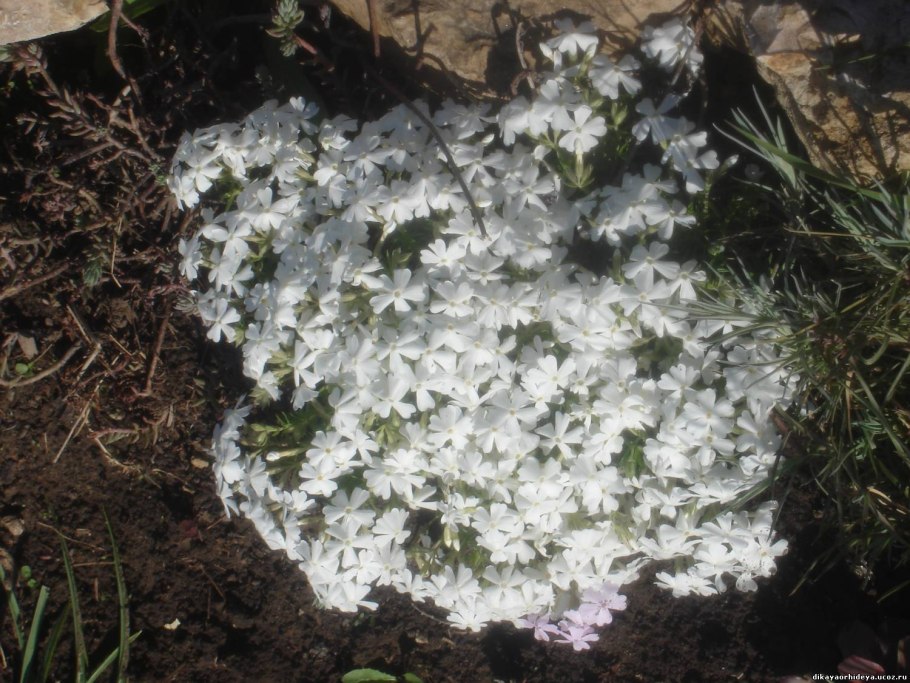 Флокс шиловидный Emerald Cushion Blue'. . . . . С2. . .