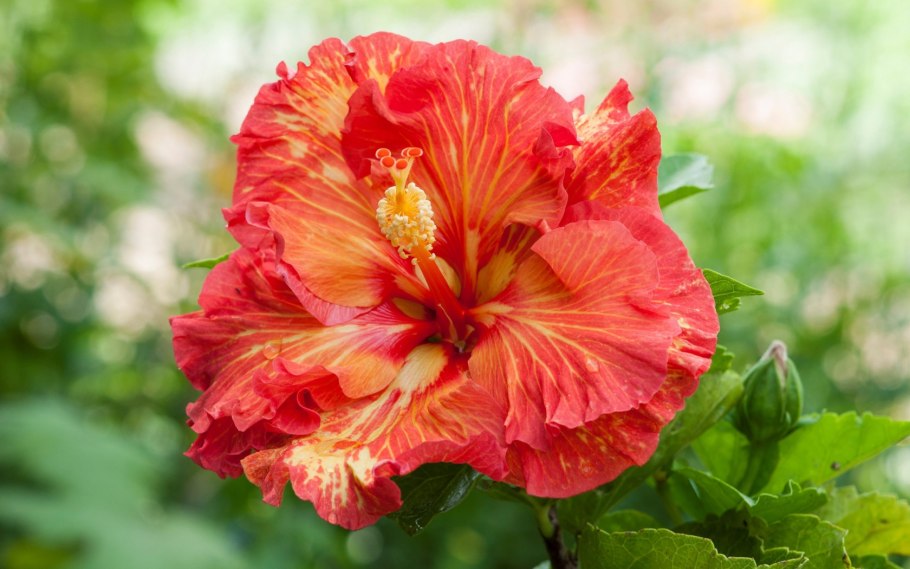 Гибискус (Hibiscus).
