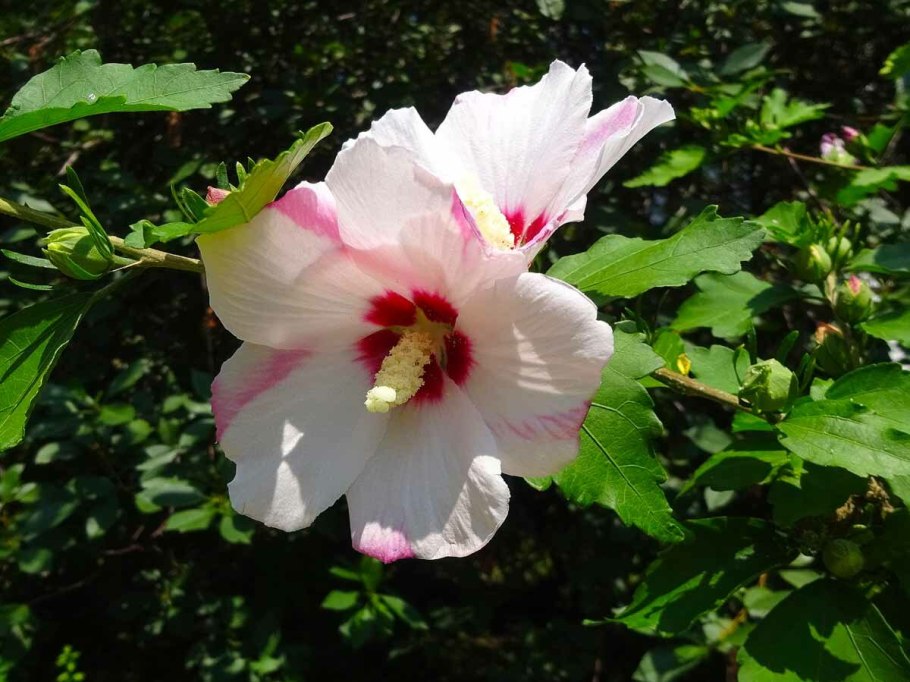 Мальва гибискус сирийский