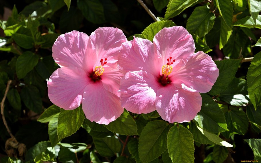 Цветок сирийский гибискус