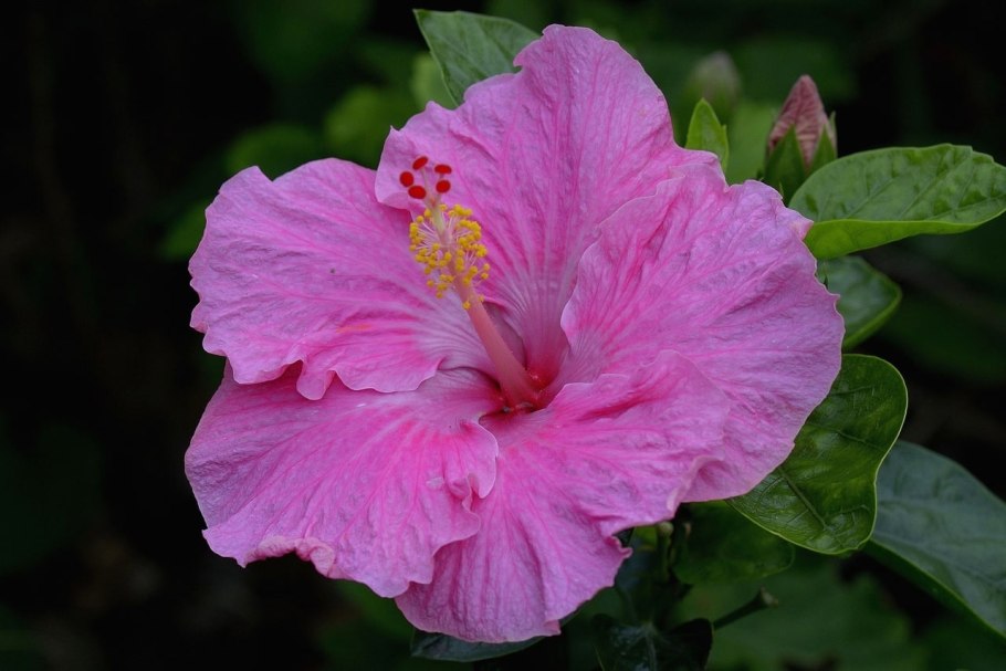 Гибискус болотный малиновый