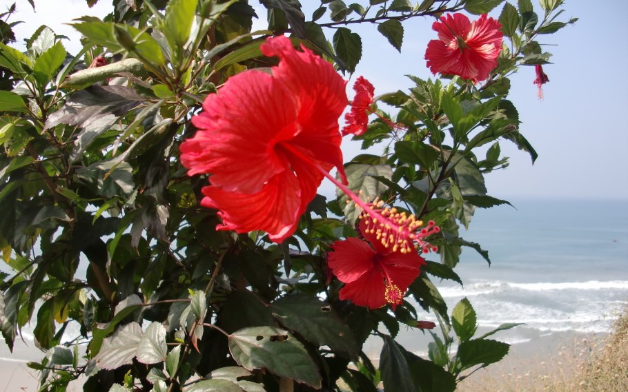 Гибискус древовидный