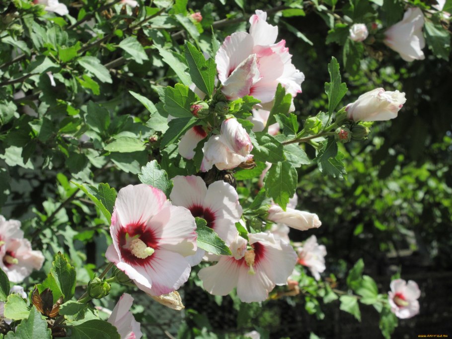 Гибискус китайский куст