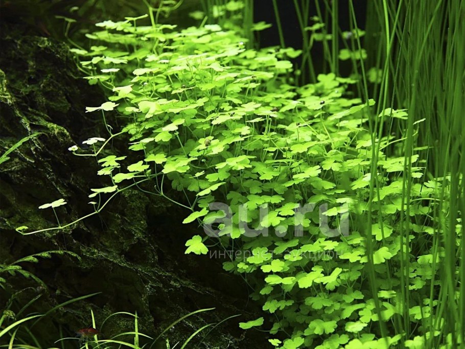 Гидрокотила трипартита аквариумное растение