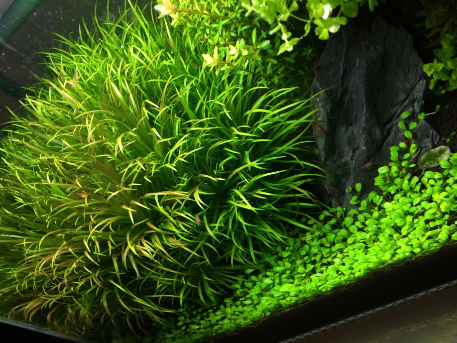 Анубиас Хастифолия