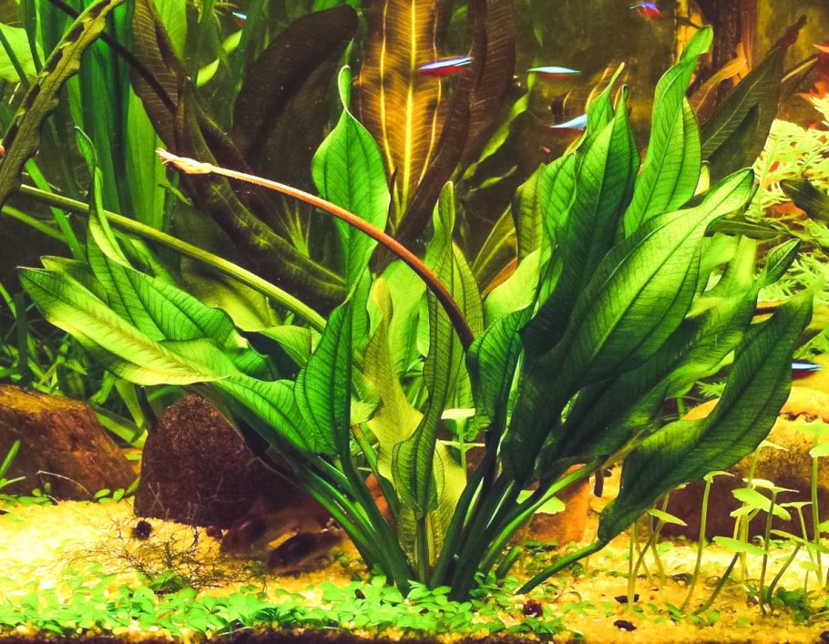 Эхинодорус Ашерсона