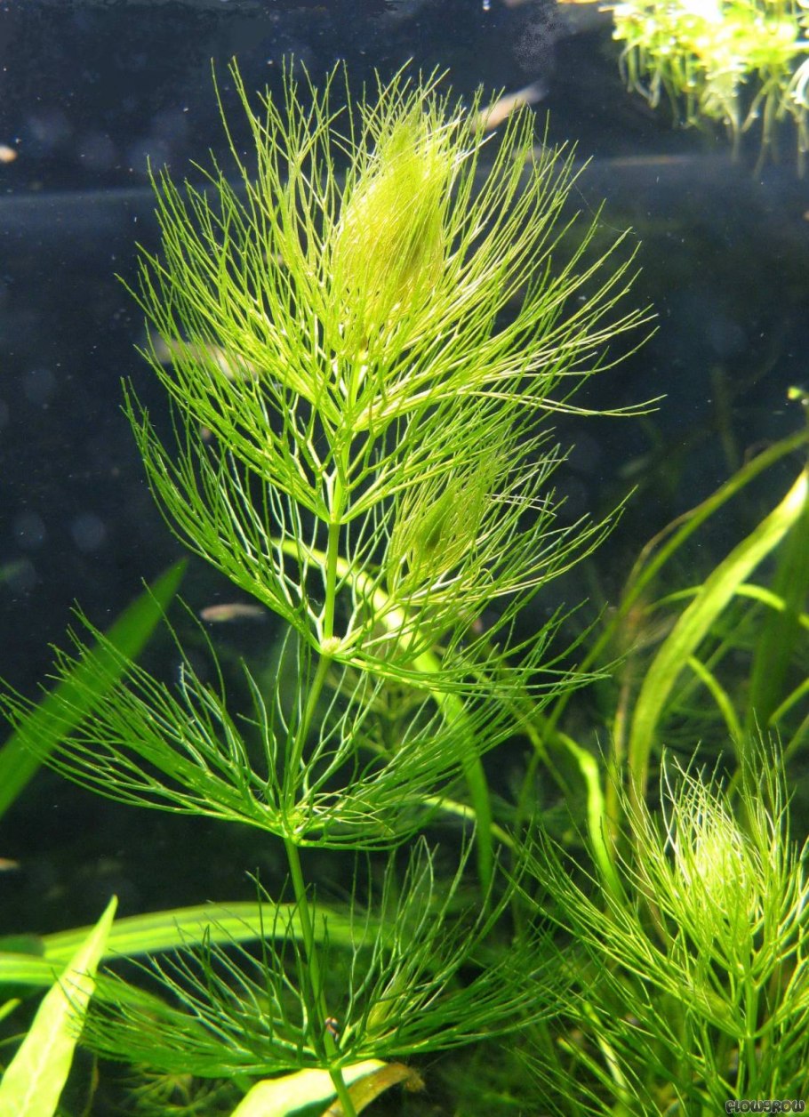 Роголистника Ceratophyllum demersum