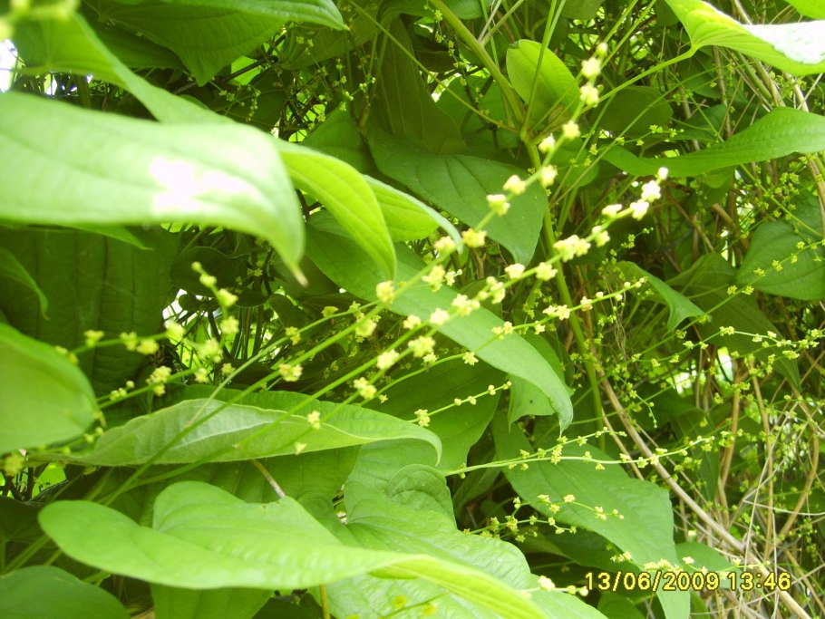 Диоскорея Кавказская