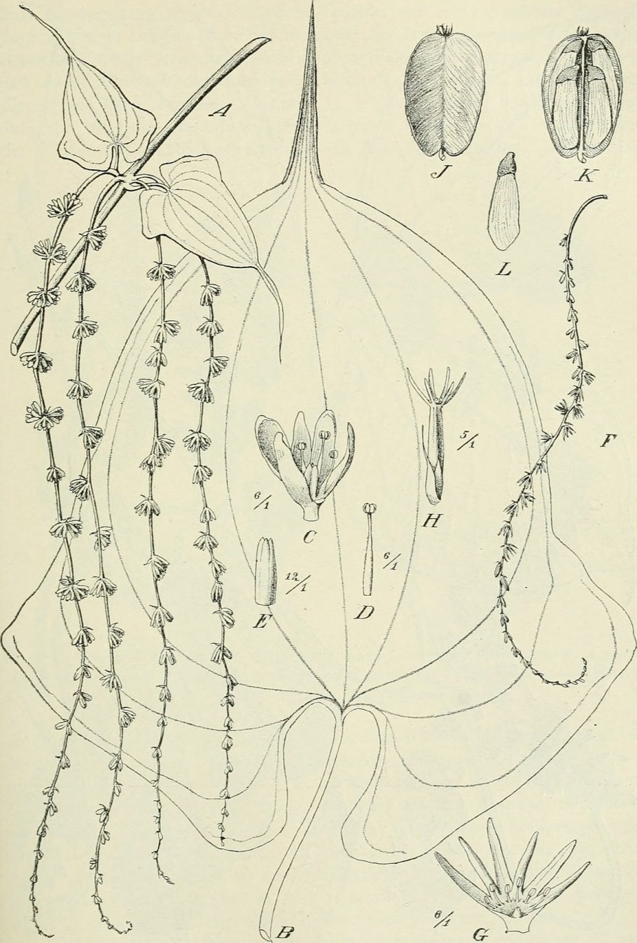 Диоскорея Цеткин