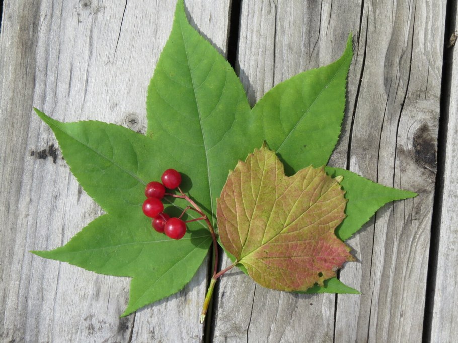 Калина обыкновенная, красная (Viburnum opulus) побег