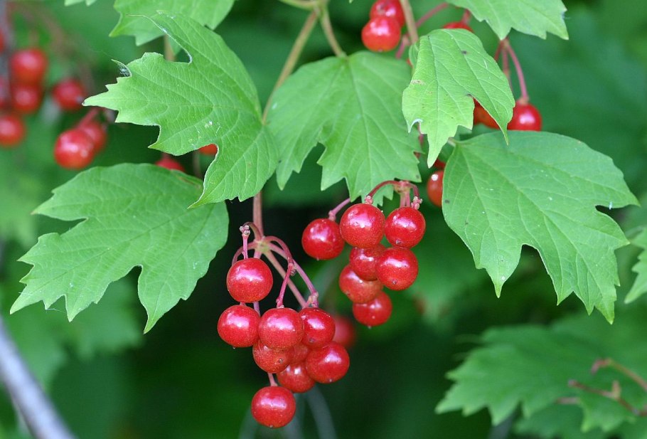 Калина обыкновеннаялитья