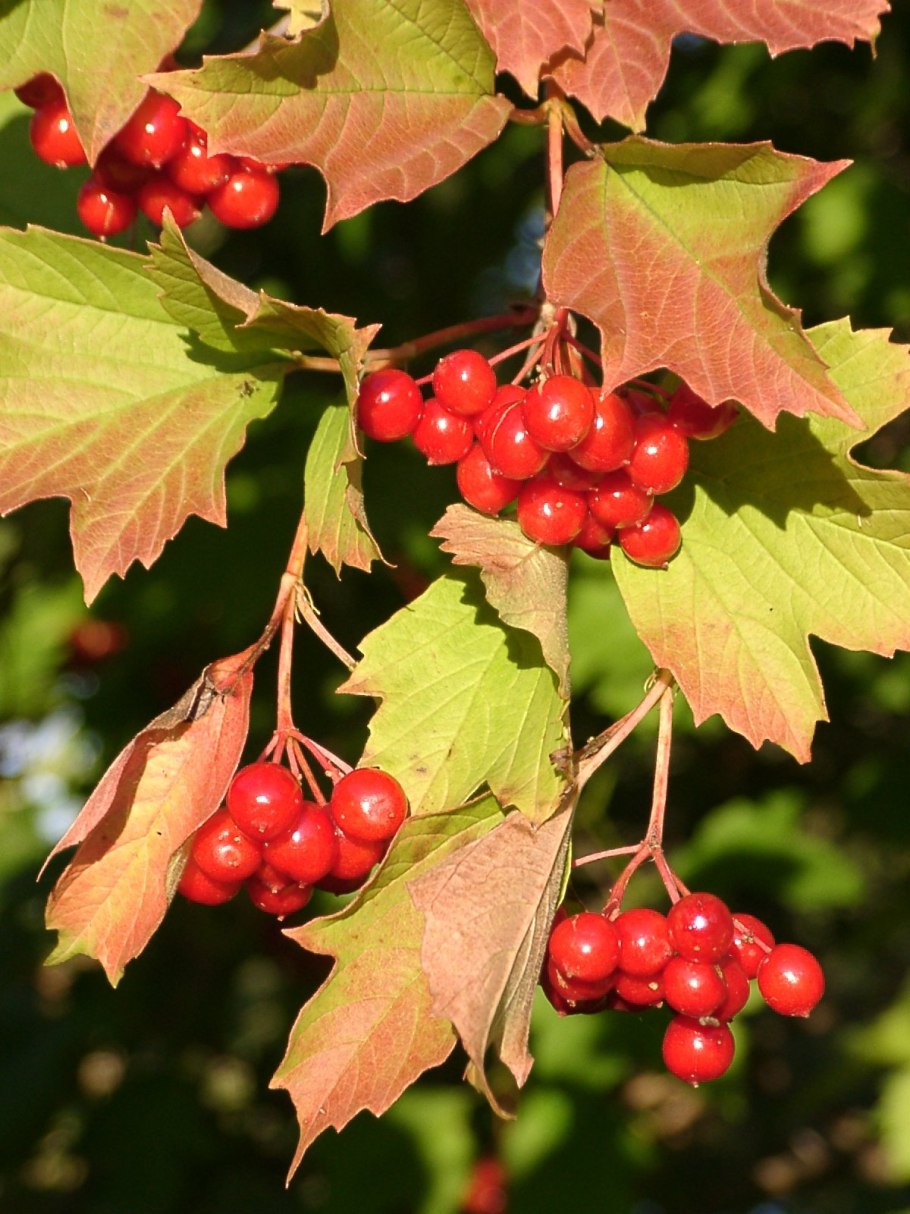 Калина с красными листьями
