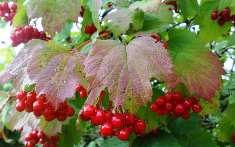 Калина обыкновенная кустарник