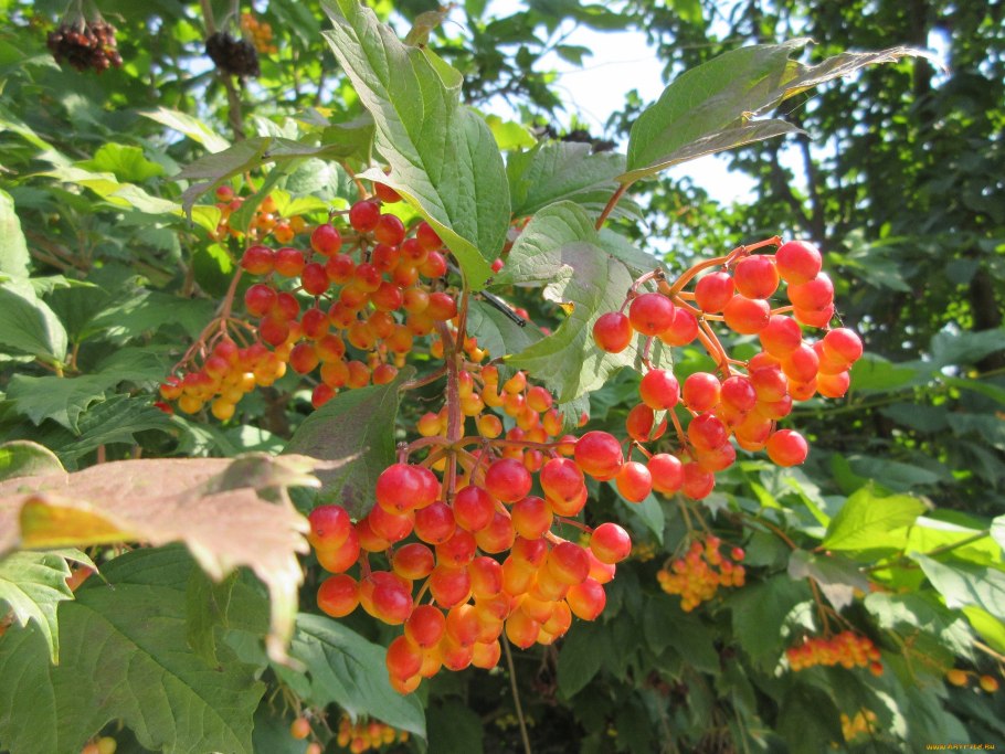 Калина обыкновенная куст осень