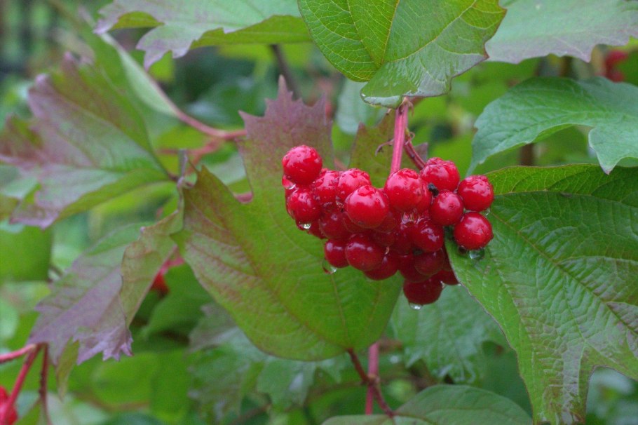 Калина обыкновенная