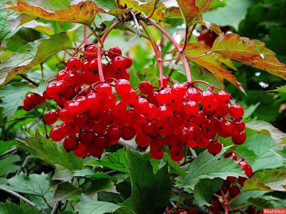 Калина обыкновенная кустарник