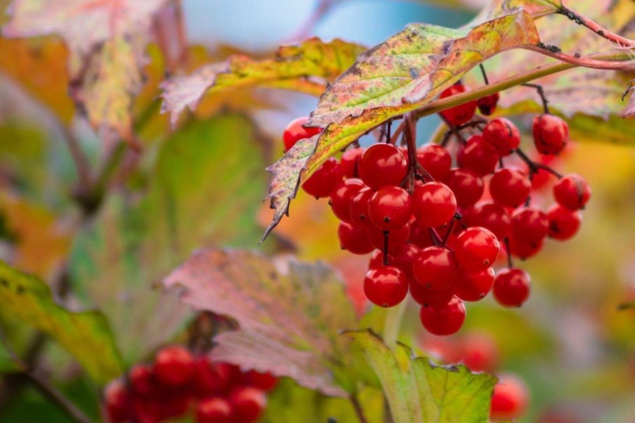 Калина листья весной