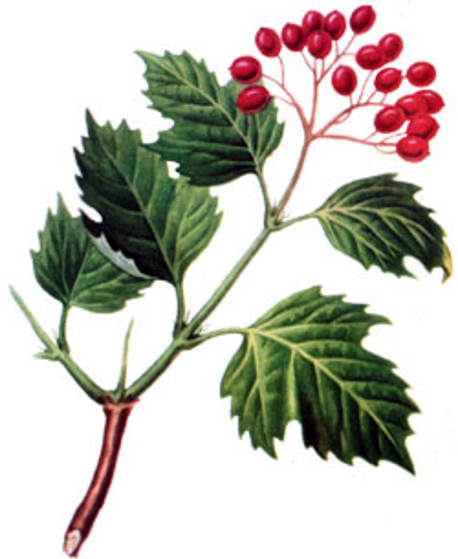 7010а Калина красная