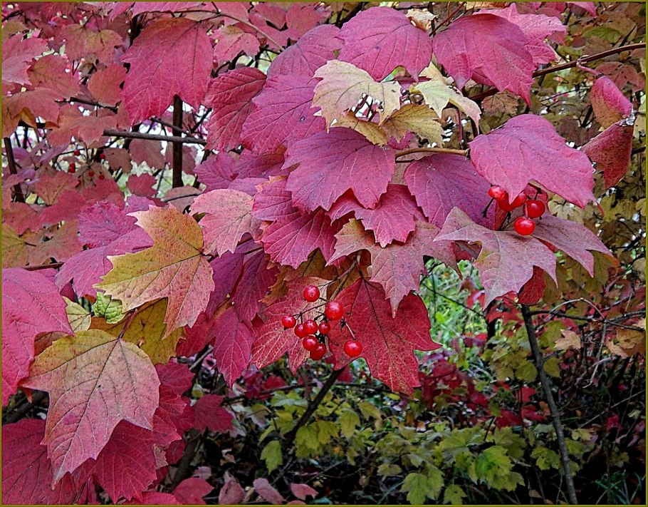 Калина Розеум ягоды