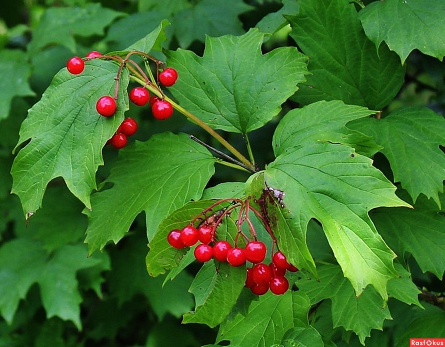 Калина обыкновенная