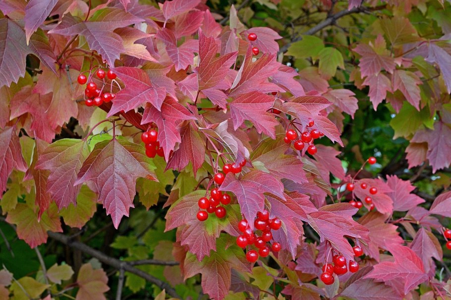 Калина листья осенью