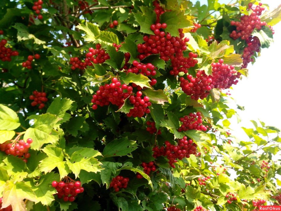 Viburnum opulus листья