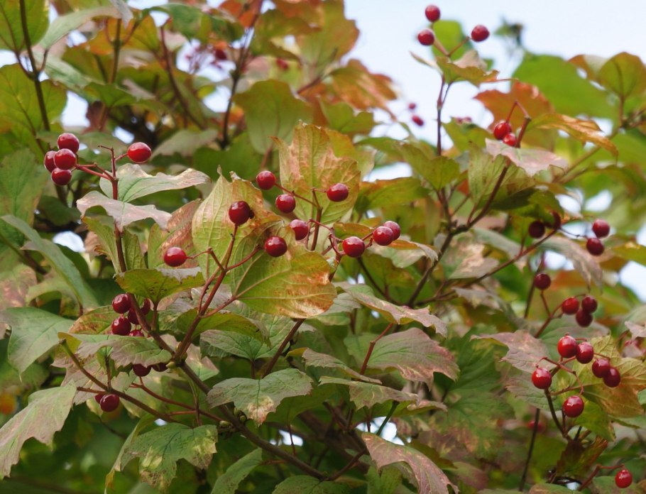 Калина красная Калина вызрела