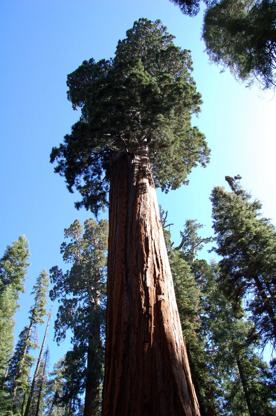 Национальный парк Секвойя Калифорния США